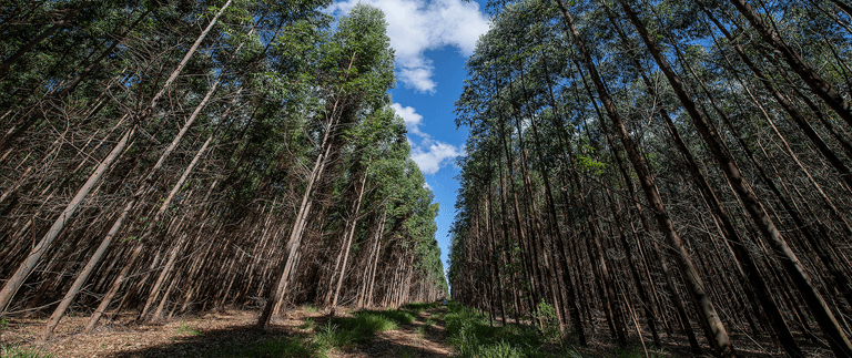Floresta Plantada – A base ecológica do papel