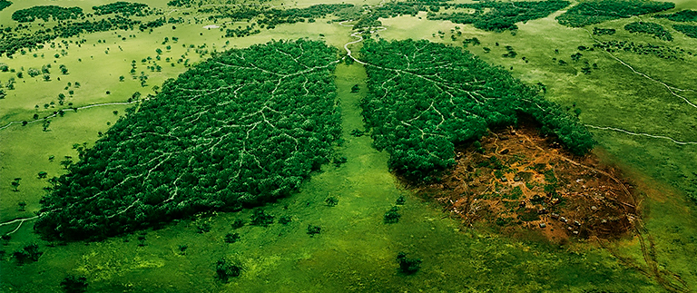 Efeitos do Desmatamento no Planeta